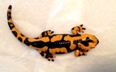 gigliolii_female_2.jpg