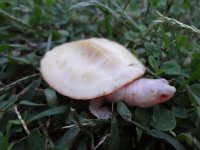 albinosideneckoct.jpg