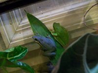blue frog 111.jpg