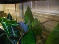 blue frog 107.jpg