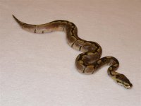 snake 3 (2).jpg