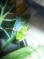 blue frog 093.jpg