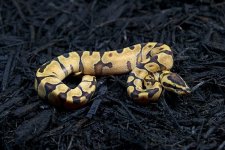 Super Enchi Female.jpg