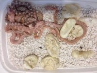 13corns2.jpg