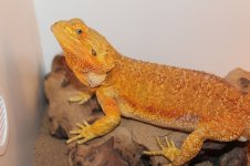 IMG_6581.jpg