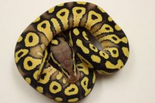 Pastave13-03m50hetclown.jpg