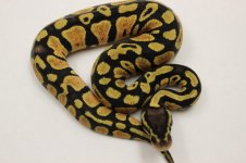 Pastel13-08m50hetclown.jpg