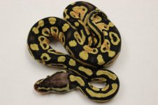 Pastel13-09m50hetclown.jpg