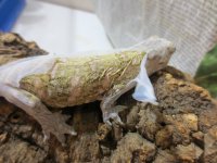 Leachianus for sale 2.jpg