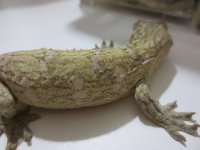 Leachianus Juvenile 2.jpg