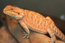 IMG_4774.jpg