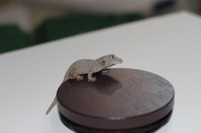 IMG_0295.jpg