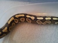 mojave.jpg