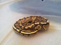 male mojave.jpg