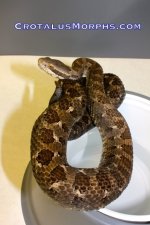 armstrongi female 1.jpg