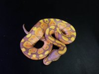 Banana male.JPG