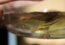 waterdog3.jpg