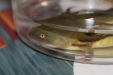 waterdog5.jpg