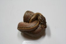 IMG_7254.jpg