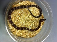 2013-corn1.jpg
