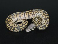 2013 Hypo Pastel Phantom Female #1.jpg