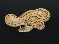Enchi Lemon Blast Male #1.jpg