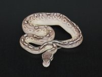 2013 Butter Pewter Het Hypo Female #1.jpg