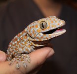 tokay1.jpg