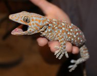 tokay2.jpg