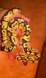 IMG_1801.jpg