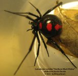 L.variolus(f)2.jpg.jpg