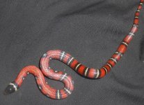 PatternlessRuthveni-a.jpg