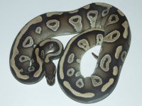 Mojave.jpg