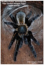 O.aureotibialis(f)1_W.jpg