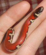 PatternlessRuthveni3-a.jpg