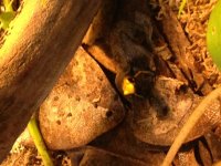 frog 1.JPG