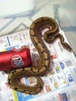 Snakes 038.jpg