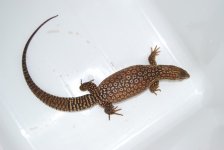 DSC_0312.jpg