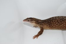 DSC_0314.jpg