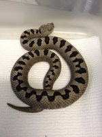 male vipera.jpg