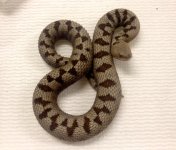 female vipera.jpg