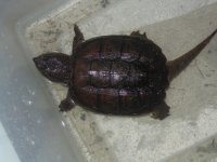 snapping turtle1.jpg