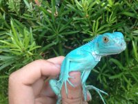 axanthic ig 2.jpg
