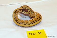 Desert Pinstripe Female 10.JPG