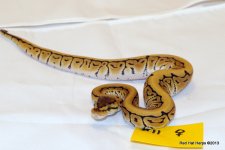 Desert Pinstripe Female 11.JPG