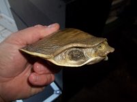 flapshell2.JPG