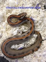 striped female pyg 1.jpg