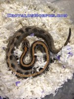 striped female pyg 2.jpg