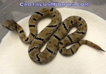 Pena Morulus male.jpg