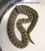 Female Pena morulus.jpg